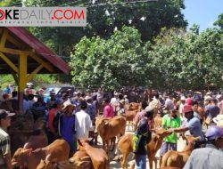 Pedagang Sapi Sapudi Sumenep Meradang Tanggung Rugi, Loyalis Fauzi-Eva ‘Marah’