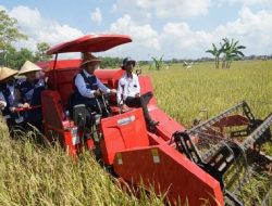 Bupati Fauzi Laksanakan Panen Raya Padi Nusantara Sejuta Hektar
