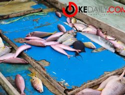 Apes, Gegara Ikan Mati Ditangkap Polsek Sapeken